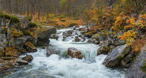 Flowing Forest Stream with Mountain Background Stock Photos