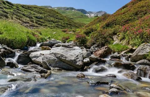 Flowing Forest Stream with Mountain Background Stock Photos