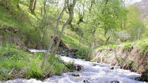 Flowing forest stream: Spring day in forest Stock Footage 108169624