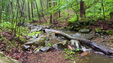 Flowing Forest Stream Through Rocky Woodland in New Jersey Stock Footage 340566652