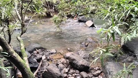Flowing Forest Stream Tropical Jungle Vegetation Stock Footage 341017632