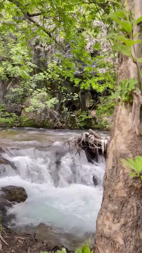 Flowing Forest Waterfall and Stream Vídeos de archivo 340871631