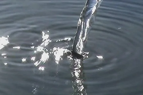 Flowing of fresh water Stock Footage 106838