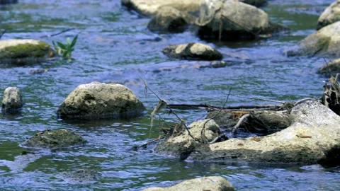 Flowing fresh water stream between white stones and rocks in nature. Stock Footage 156324485
