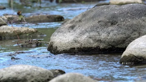 Flowing fresh water stream between white stones and rocks in nature. Stock Footage 156325528