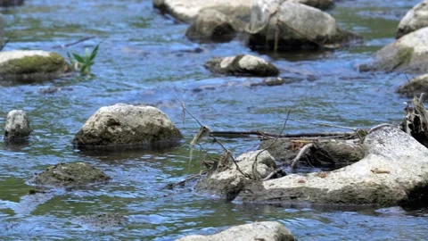 Flowing fresh water stream between white stones and rocks in nature Stock-Footage 156327820