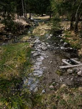 Flowing gently through coniferous forest, small stream meanders past rocks and Stock-Fotos