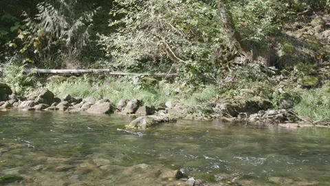Flowing Glacial Stream Through Sunny Oregon Forest Stock Footage 333416687
