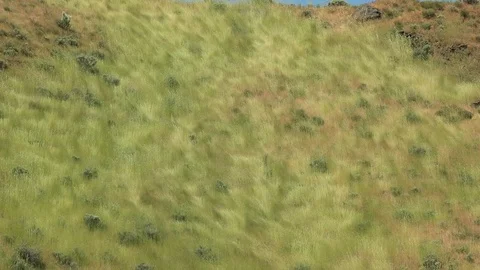 Flowing grass Stock Footage 76587753