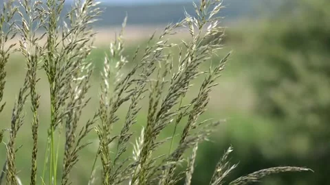 Flowing Grass Stock Footage 133207864