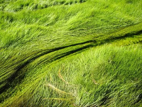 Flowing Grasses Stock Photos