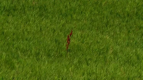 Flowing green grass Stock Footage 74089020