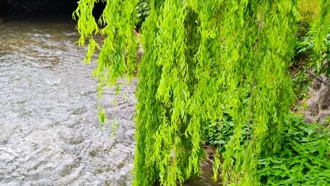 Flowing Green Harmony Stock Footage 292709870