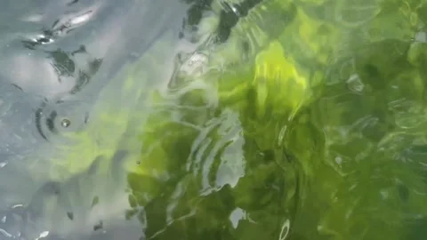 Flowing Green Water Background. Abstract Nature Texture Video Stock Footage 320187967