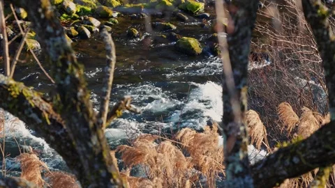 Flowing Japanese River With Moss Covered Rocks and Cinematic Rack Focus 動画素材 344537512