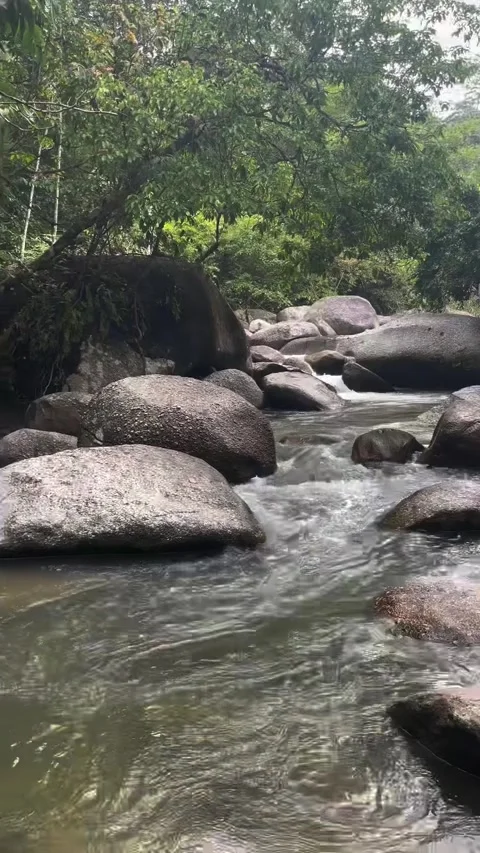 Flowing Jungle Stream Over Smooth Rocks 库存影片 341318074