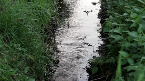 Flowing lake in a forest Stock Footage 93781609