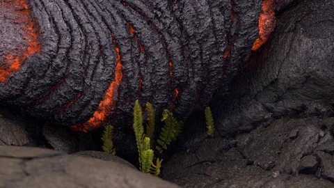 Flowing lava approaches tiny fern plant Day daytime Glowing Hot flow from Stock-Footage 81687399