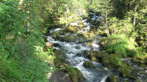 Flowing Mountain River in green Forest Landscape. 4K Ultra HD Stock Footage 81989391