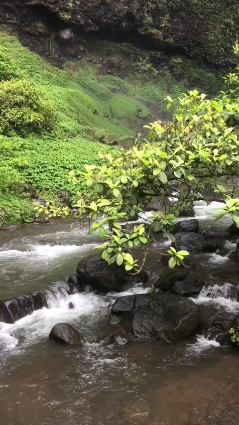 Flowing Mountain River Through Lush Tropical Forest, West Java, Indonesia. Видео 344401391