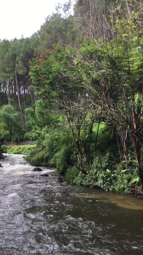 Flowing Mountain River Through a Lush Green Forest Stock Footage 344686617