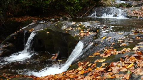 Flowing mountain stream with fall leaves on the rocks Vidéo 253640443