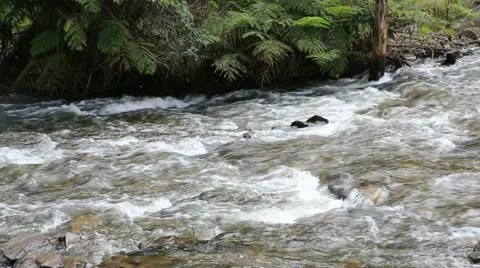 Flowing mountain stream Stock Footage 12391552