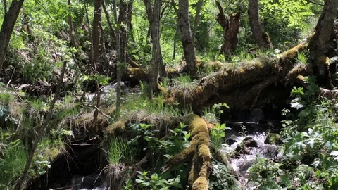 Flowing mountain stream in green forest Stock Footage 108330478
