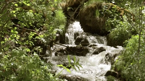 Flowing mountain stream in green forest Stock Footage 108335654