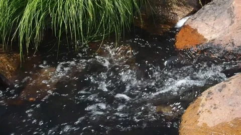 Flowing mountain stream with transparent water and stones. Stock Footage 97729455
