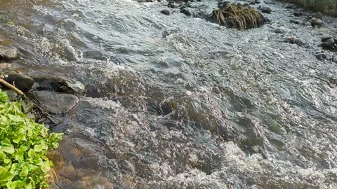 Flowing Polluted Drain Water with Garbage and Sewage Contamination Stock Footage 329147337