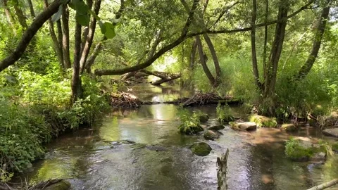 Flowing pond in the forest Stock Footage 136524610