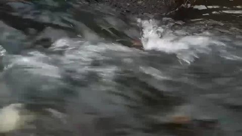 FLOWING PROFUSELY Stock Footage 255868172