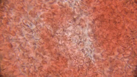 Flowing Red Blood Cells under Microscope - high magnification Stock Footage