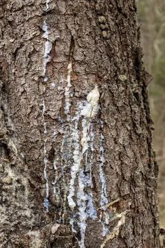 Flowing resin on the bark of a coniferous tree Stock Photos