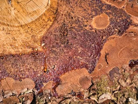 Flowing resin on the felled tree. Stock Photos