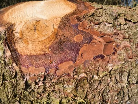 Flowing resin on the felled tree. Stock Photos