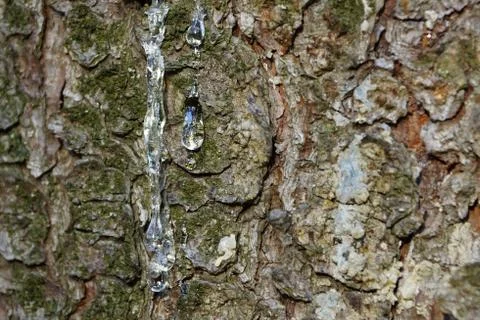 Flowing resin on pine tree Stock-Fotos