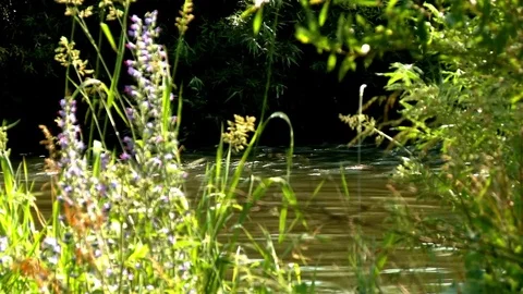 Flowing River 2 動画素材 73292616