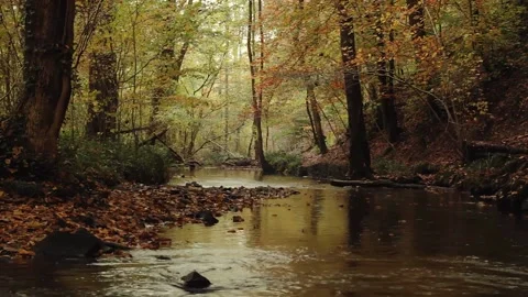 Flowing river and tree leaves falling in beautiful autumnal forest Stock Footage 152658881