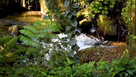 Flowing river in Bali jungles Stock Footage 112273708