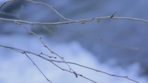 Flowing River Behind Branch Stock Footage 100997307