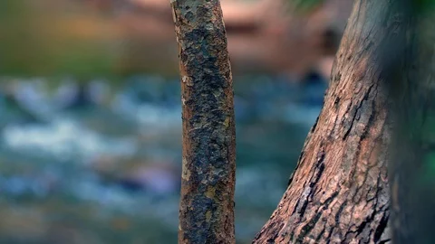 Flowing river behind a close up of tree Stock Footage 93667761