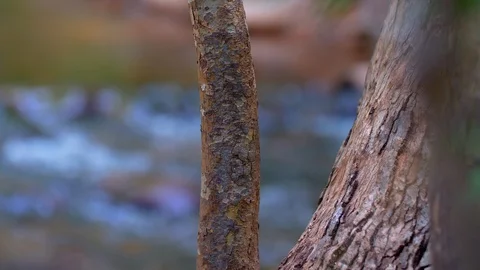 Flowing river behind a tree Stock Footage 93668246