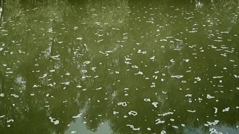 Flowing river with calm surface Stock Footage 113331295