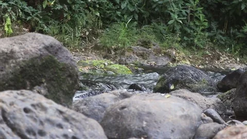 FLOWING RIVER Stock Footage 236855809