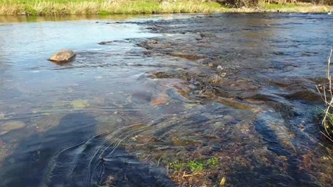 Flowing River Stock Footage 244330243