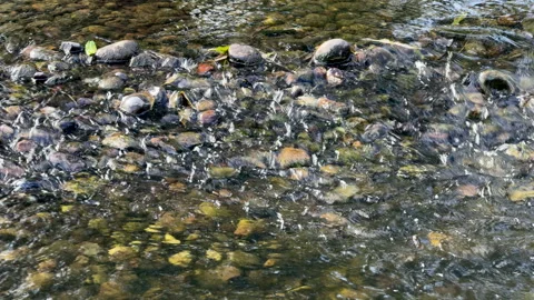 Flowing river Stock Footage 251715331