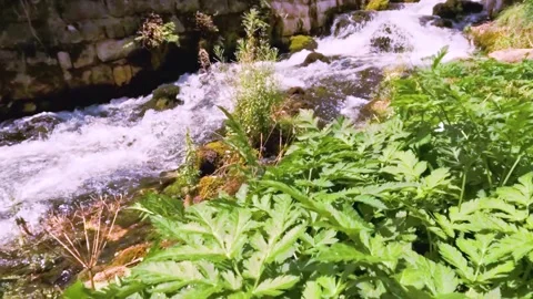 A flowing river Stock Footage 293018376