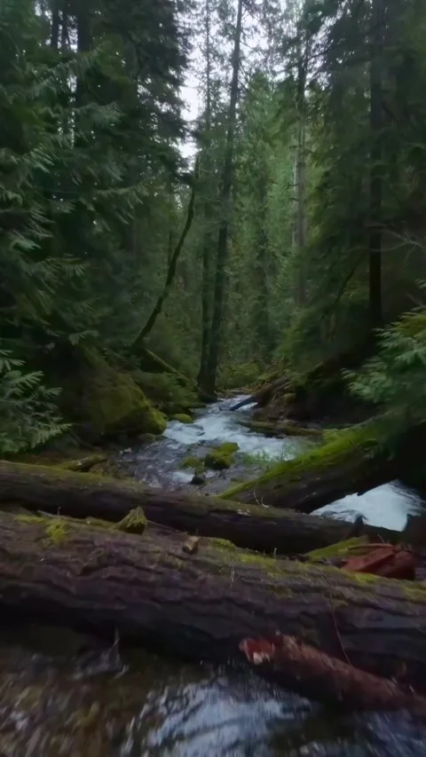 Flowing river in the forest Stock Footage 273976070